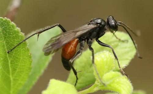 Priocnemis sp.